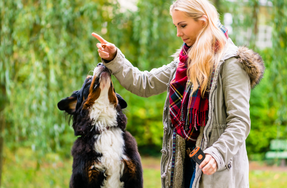 training a dog