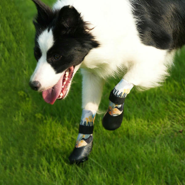 dog shoes medium size
