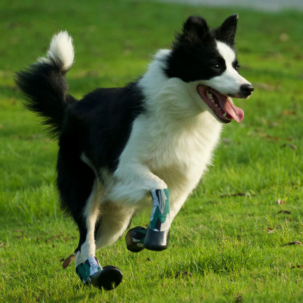 dog shoes for medium dogs