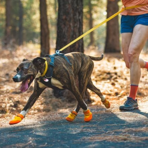 dog sneakers for long walks