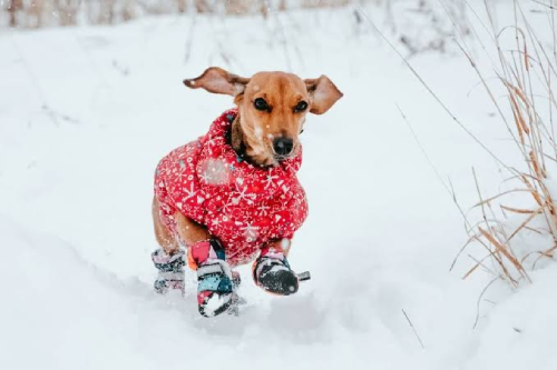 best dog boots for the snow