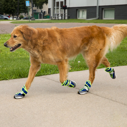best paw protection for dogs