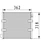 CON0097,ME733766,7-9136 Heavy truck air conditioning condenser for FUSO