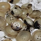 Natural 4-holes buffalo horn button
