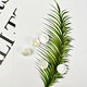 white shank buttons