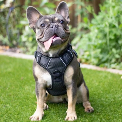 Gurt für Hunde klein