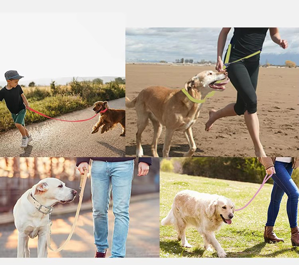 dog collar and leash set