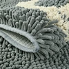microfiber  high water absorbency Chenille shaggy mat
pure color Anti-Slip Easey to cleaning mat
Spray latex backing non slip bath mats