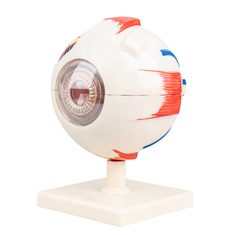 3D human anatomical eyeball eye model for biology