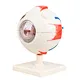eyeball model