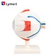 eyeball model