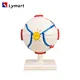 eyeball model