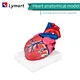 Human Heart Model/Colorful and dissectible model of Human Heart/Anatomical Human Heart Model