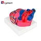 Human Heart Model/Colorful and dissectible model of Human Heart/Anatomical Human Heart Model