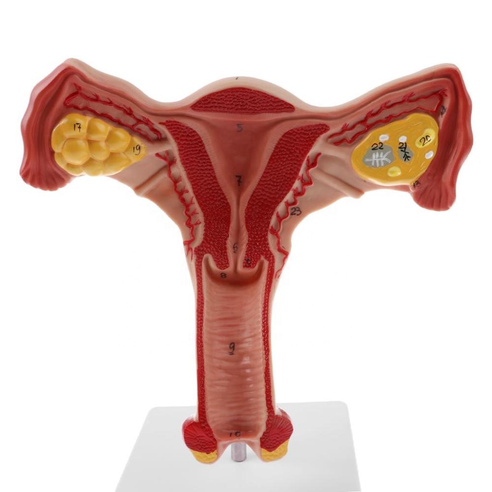 3d human anatomy ovary uterus model for biology
