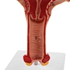 Anatomical uterus model