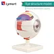eyeball model