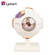 eyeball model