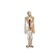 skeleton model with nerve