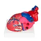 Human Heart Model/Colorful and dissectible model of Human Heart/Anatomical Human Heart Model