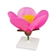 peach blossom