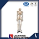 plastic skeleton