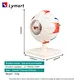 eyeball model