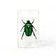 transparent scarabaeidae beetle tumblebugs cockchafer resin specimen