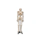 170cm plastic human anatomy life-size human skeleton model