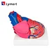 Human Heart Model/Colorful and dissectible model of Human Heart/Anatomical Human Heart Model