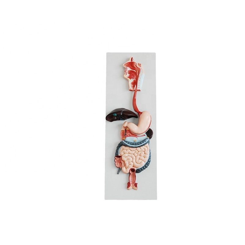 Digestive system model / Digestive System Anatomical Model