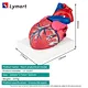 Human Heart Model/Colorful and dissectible model of Human Heart/Anatomical Human Heart Model