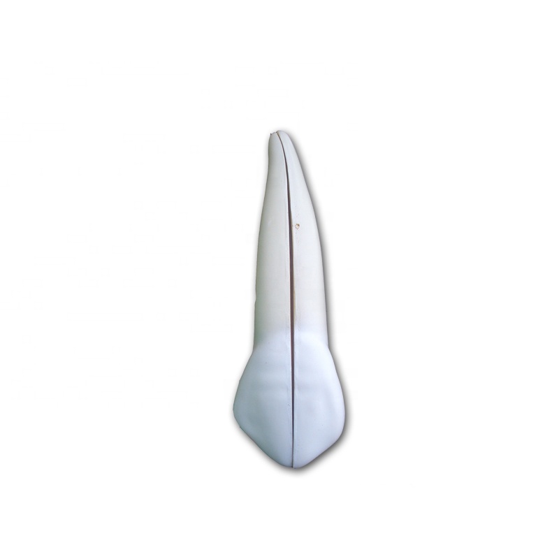 dental teeth anatomical models plastic anatomical