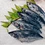 frozen longtail tuna