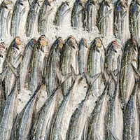 Frozen horse mackerel
