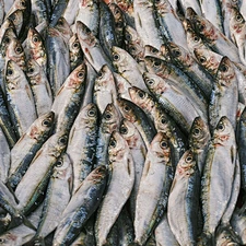 Frozen sardine fish