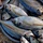 Frozen india mackerel