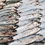 Grey mullet