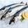Pacific mackerel WR
