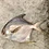 frozen white pomfret