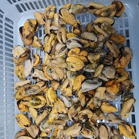 Mussel meat