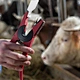 Animal Identification Tags