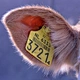 Wholesale Smart Goat Ear Tag