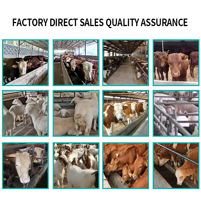 Ruminant Digestive Enhancer Cattle and Sheep Feed Additive Promotes Rumination in Livestock