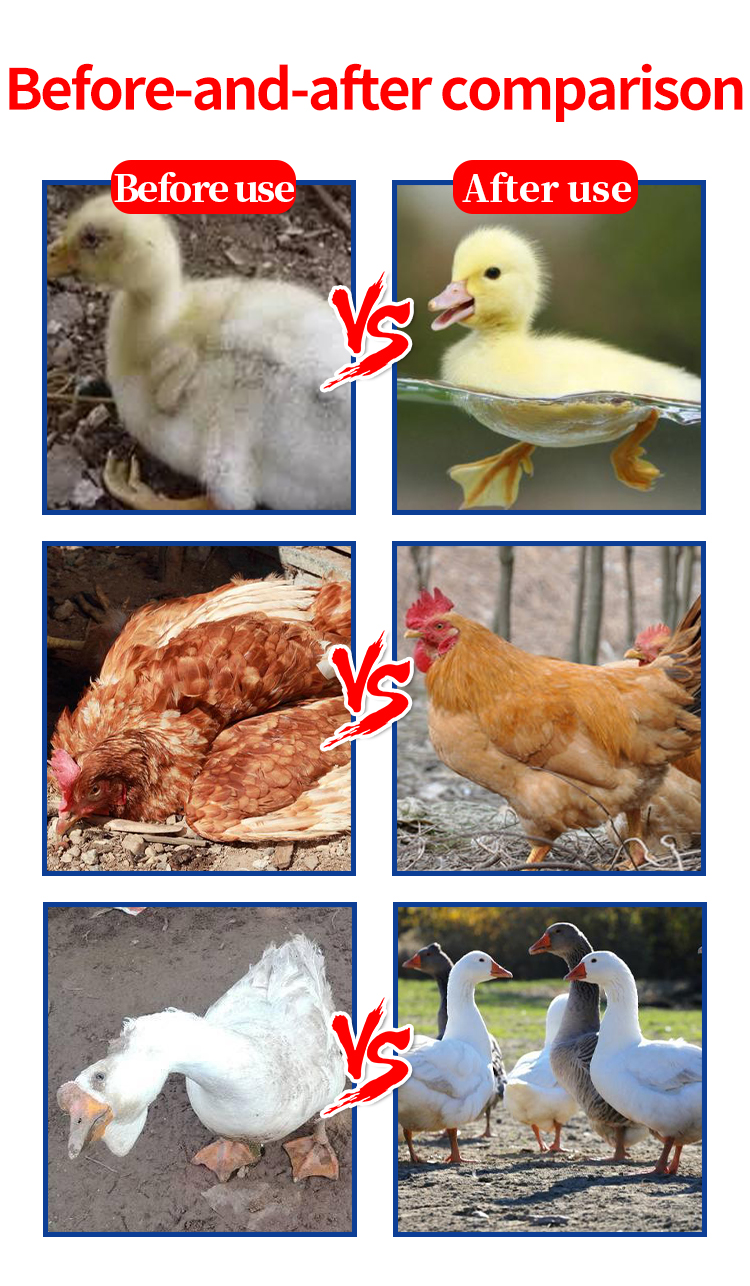 Antiviral Tablet Disease Prevention Respiratory Protection Dandelion and houttuynia feed additive Promote health feed grade Cold diarrhea poultry treatment Flu and cough poultry film QINYIPIAN feed raw materials