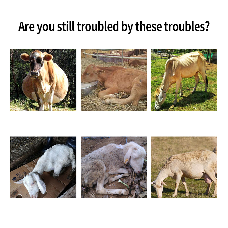 Ruminant Digestive Enhancer Cattle and Sheep Feed Additive Promotes Rumination in Livestock
