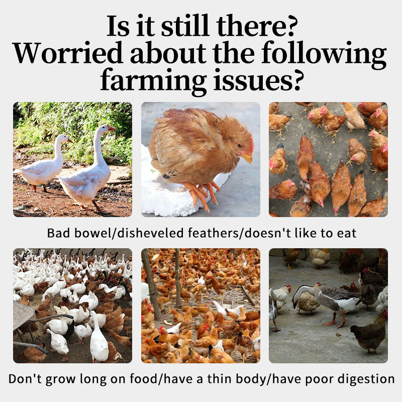 Gut Health Feed Efficiency Antibiotic Alternative poultry probiotics feed additive poultry weight gain feed additive Factory price poultry probiotics Regulating intestines feed additive Promote obesity feed additive Yufangtang feed grade probiotics