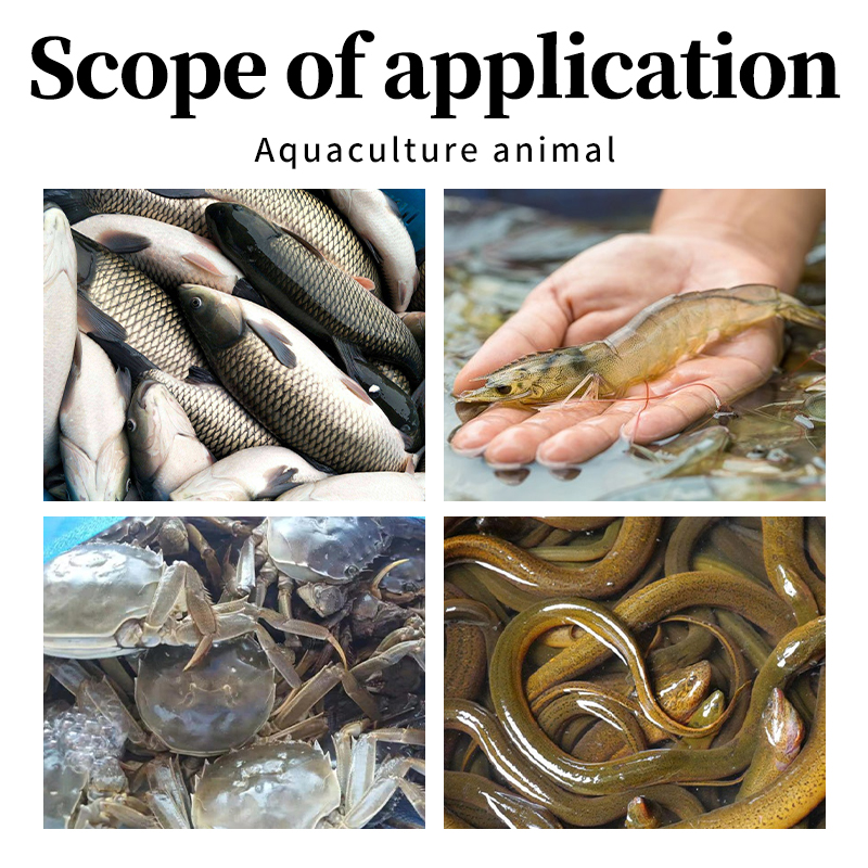 fish growth booster Tilapia feed feed additives