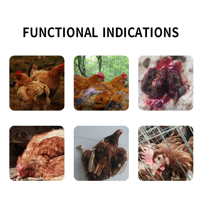 Anticoccidial Additive Animal Feed Additive Poultry Feed Additive For Chickens feed grade amino acid additives vitamin enriched chicken feed feed mixture for poultry Trace Elements Premix Chicken Feeds For Broilers