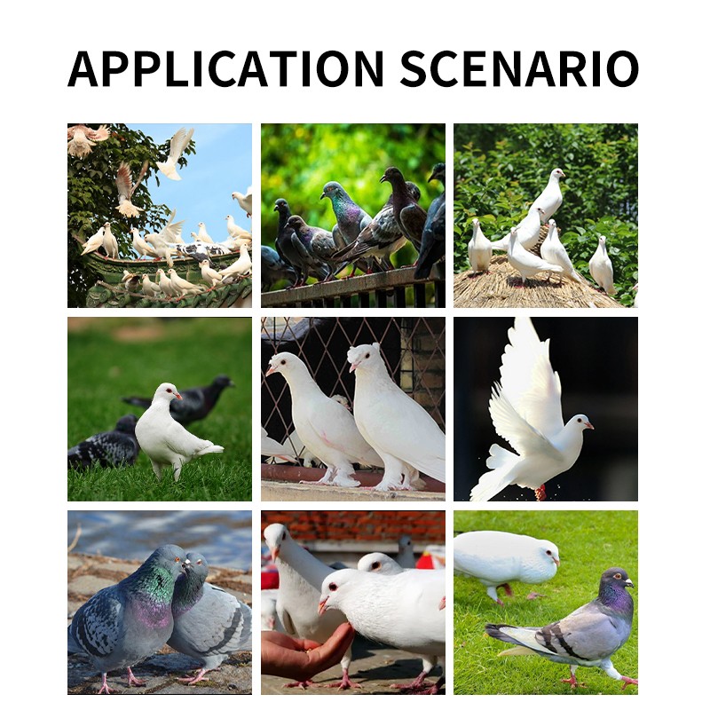 Electrolyte supplement Pigeon health Hydration support